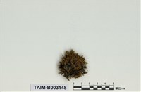 藏品(扭葉苔屬)的圖片